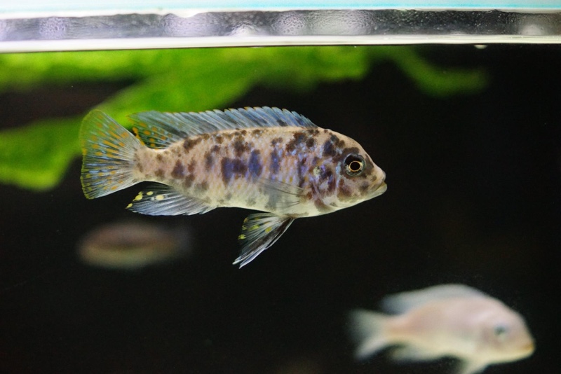 Maylandia zebra 'Chiteko'